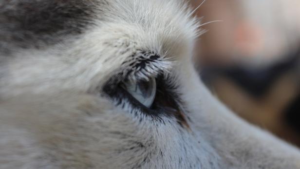 Richtig Gefüttert: Die Schlittenhunde vom Huskyhof Waldviertel Hunde & Katzen Tiernahrung von Belcando und Leonardo Hunde & Katzen Tiernahrung von Belcando und Leonardo - 46 2006203241