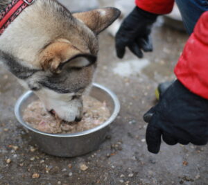 Husky Richtig Füttern! Belcando Tiernahrung